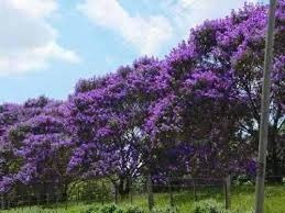 Quaresmeira Roxa 2500 Sementes P Mudas Tibouchina Flores