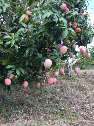 Finca Agricola En San Cristobal Con 2mil Matas De Nisperos, 700 De Mango De Clase, 400 Matas De Aguacates