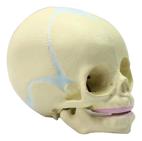 Humano Cabeza Bebé Anatomía Cráneo