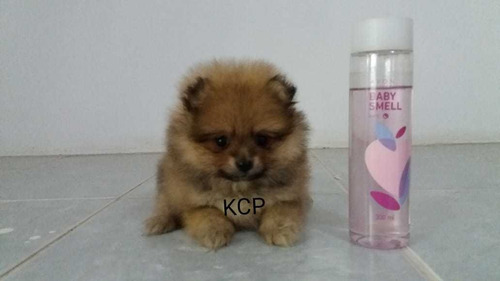 Spitz Alemão Laranja Belo Horizonte Mg