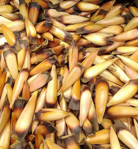 Piñon Piñones Comestible 1kg