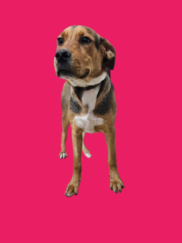 Cachorrona Sacha, 1 Añito, Preciosura 100%, Leer Y Responder