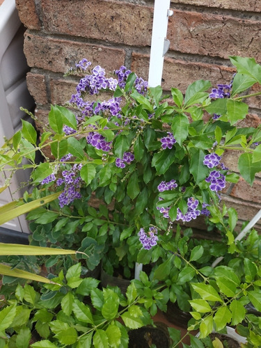 Plantas Gdes Helecho Exterior Duranta Drascena Yuca Y Más