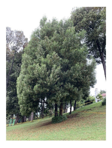 15 Semillas De Árbol  Acacia Negra ( Melanoxylon ) 