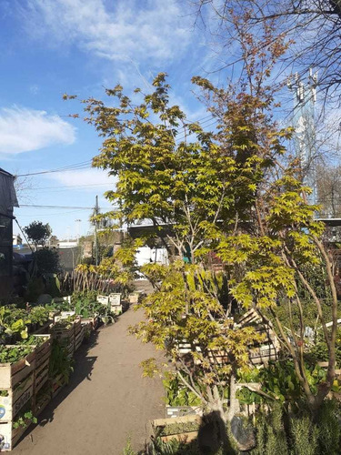 Arbol Acer Palmatum, Arce Japonés 2mts 30lts