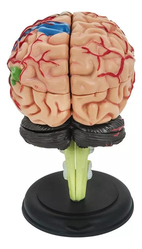 Modelo Anatómico Estudio Cerebro Humano Arterias Puzzle 4d