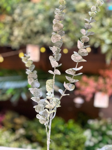 Plantas Artificiales, Lady Pia, Vara Eucalipto