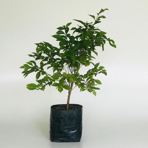 Muda De Gabiroba Lisa - Planta Natíva - Guabiroba - Gabiraba
