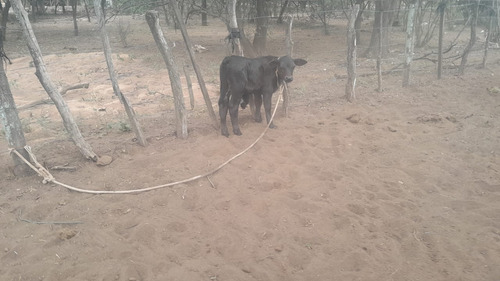 Vendo Finca En Tolloche (recibo Permutas)