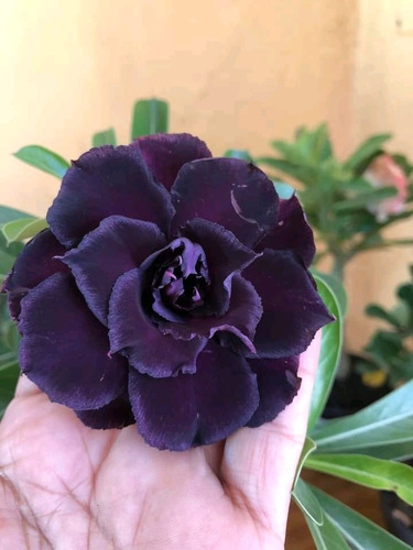 Rosa Do Deserto Negra Muda
