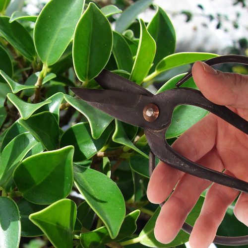 Set Cortador De Bonsai Bamboomn Cortador Concavo + Cizalla