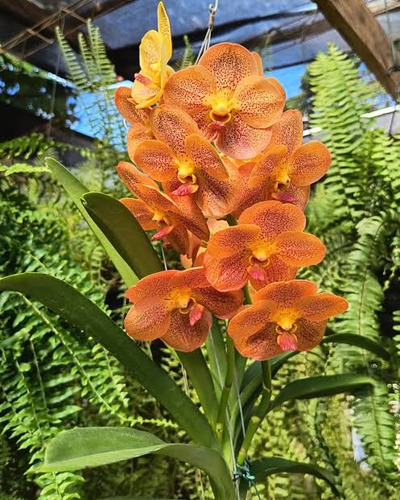 Orquídeas Vanda