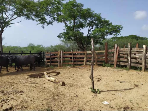Finca Ganadera
