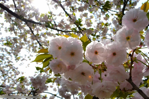 Cerezo Japones Doble Arbol - 1m Sakura Blanco Hermosos | Meses sin intereses