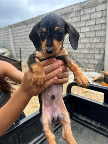 Salchicha Cachoros Original