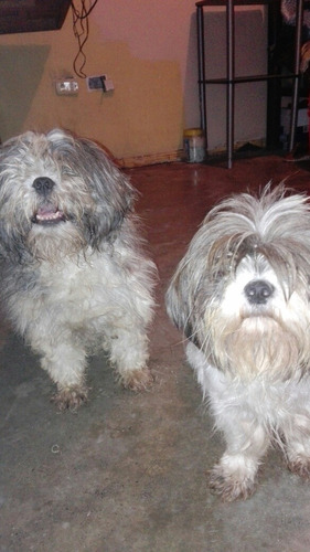 Perros Shih Tzu¿¿