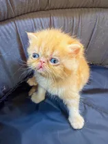 Comprar Gato Persa, Pelo Largo Naranja