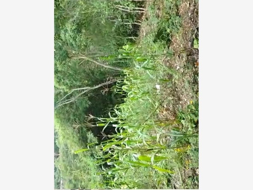Imagen 2 de 3 de Terreno En Venta Villahermosa