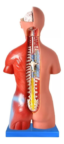 Torso De 45cm Bissexual/assexuado Coluna Exposta 25 Partes