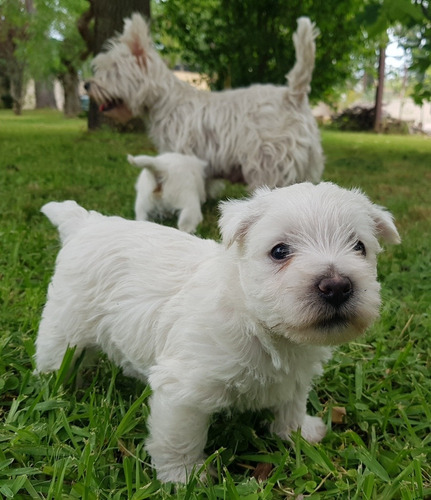 Seña Cachorros West Highland White Terrier. Westy. Westie 