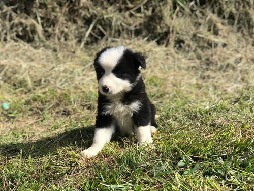 Cachorros Border Collie Medellín Bogota