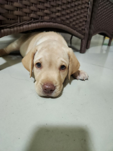 Labradores Filhotes