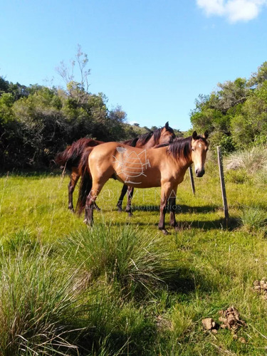 Campo De 38 Hs Con 8690 M2  Limite De Maldonado Y Lavalleja - Consulte !!!!