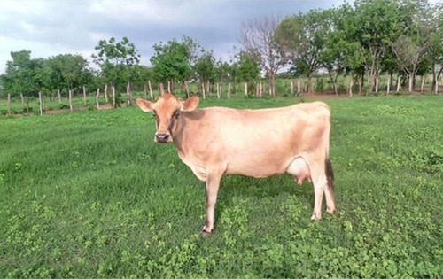 Imagen 4 de 9 de Altagracia De Orituco, Sector Lezama De Orituco Código: Att-102