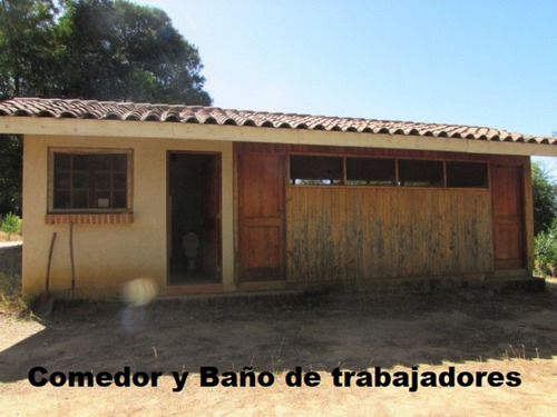 Cauquenes, 18 Hectáreas, Casa Y Viñas (95594)