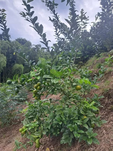 Finca En Venta