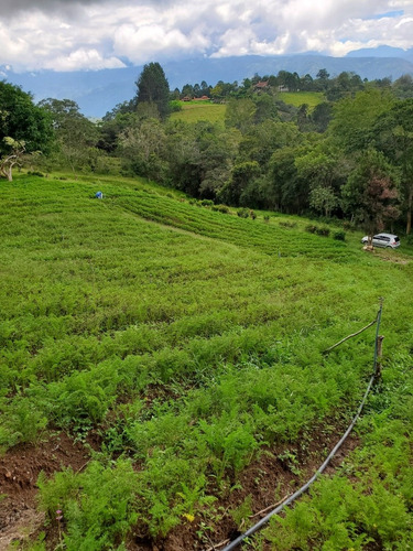 Imagen 13 de 30 de Casa De Campo, Galpón, Café, Siembra, Proyecto De Vino
