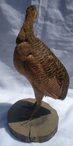 Taxidermia Martineta Colorada Pieza Única