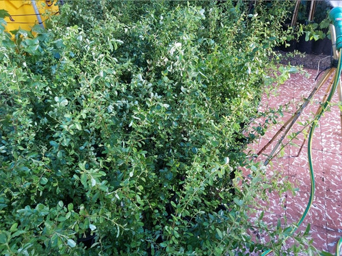 Crataegus  Grateus. Combo X 10 Unidades De 60 Cm .