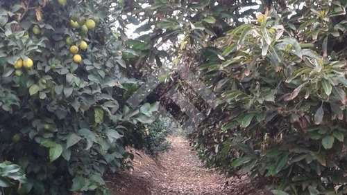 Imagen 7 de 16 de Venta, Parcela Agrícola, Mallarauco, Melipilla