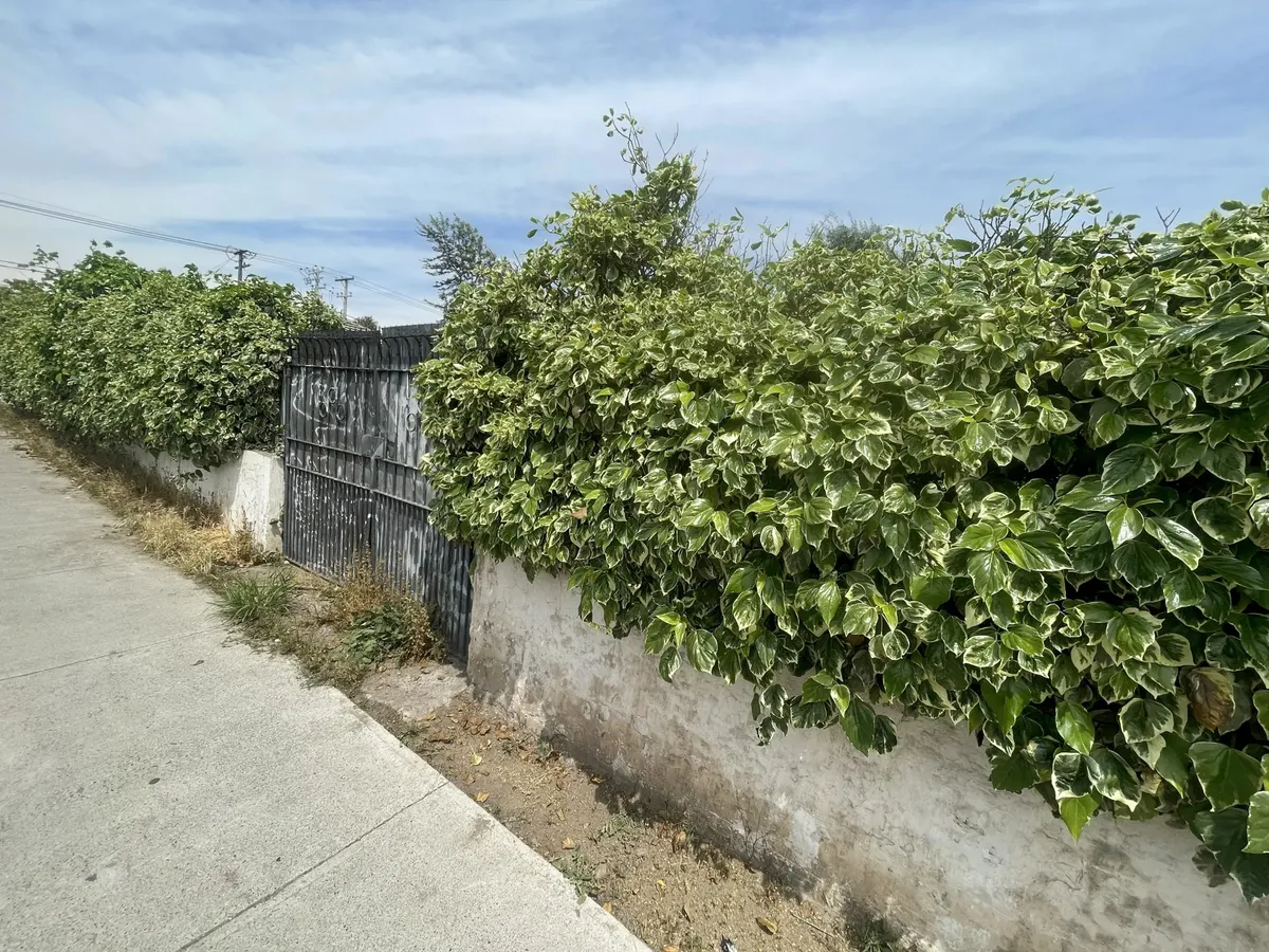Imagen 4 de 15 de Casa Para Remodelar Con Gran Terreno De 815m2