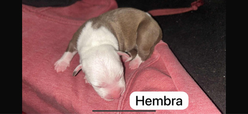 Cachorro Pitbull