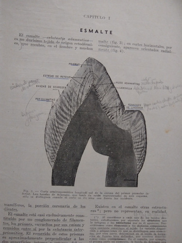 Histología Y Embriología Dentaria De Jorge Erausquin (Usado)