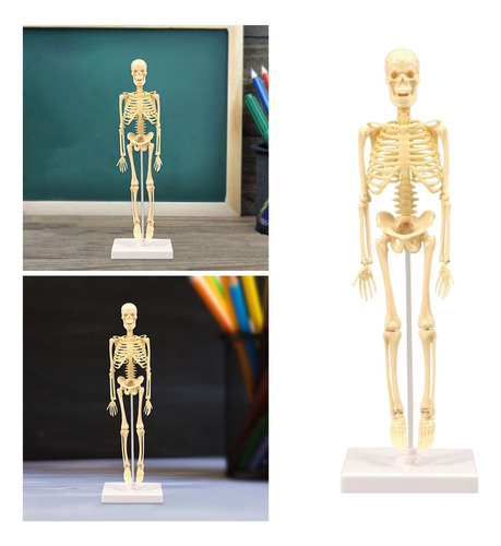 . Anatomía Esqueleto Modelo Pantalla Educativa
