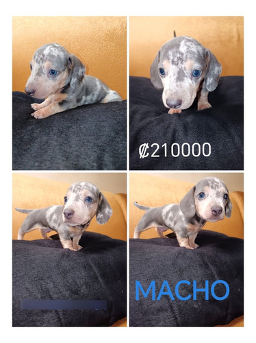 Perros Salchicha