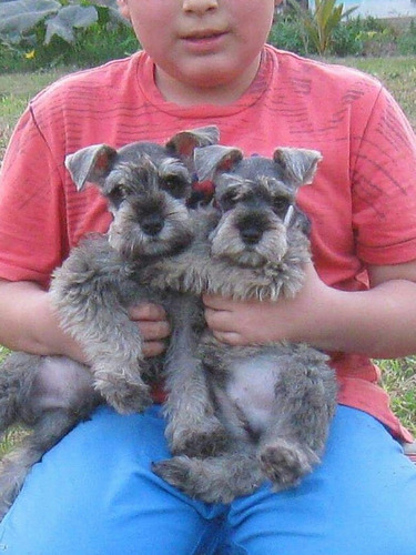 Schnauzer Miniatura Toy,snauzer ,snaucer,schnauzer Enano