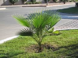 Palmera Abanico Washintonia 10 Semillas Sdqro2