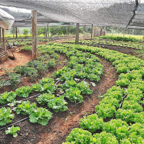 Tela Sombreamento 50% 2un 4x10m 1un 2x6m 80% 15 Agroclipes