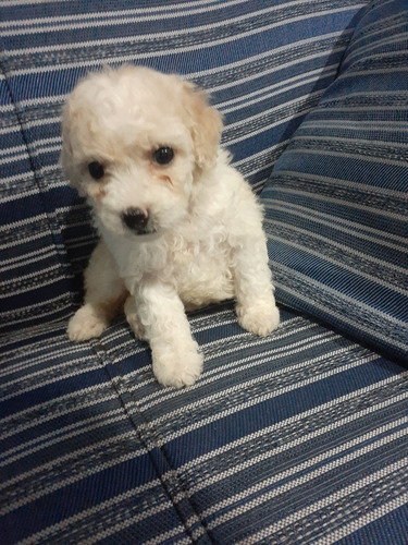 Imagen 7 de 9 de Caniches Cachorros