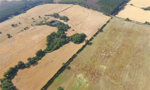 Imagen 8 de 15 de Agrícola En Venta En Ercilla