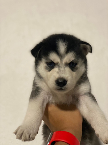 Husky Siberiano 