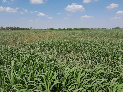 Imagen 28 de 29 de Chacra 5 Hectáreas Agro Carlos Keen Venta Oportunidad