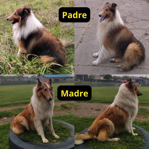 Imagen 2 de 8 de Pastor Collie Cachorros
