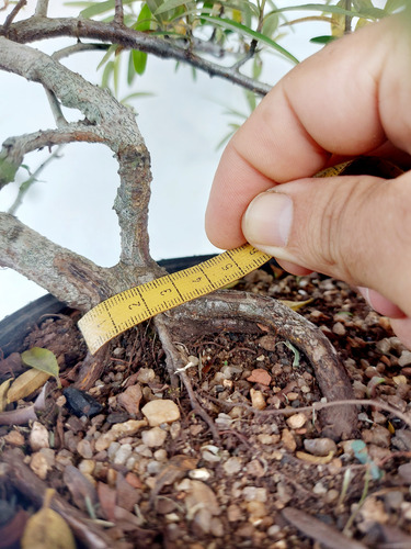 Pré Bonsai Piracanta Vermelha 04 Anos ( Cod.042)