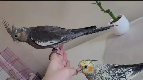 Calopsita Mansa Pet Com Garantia De Saude