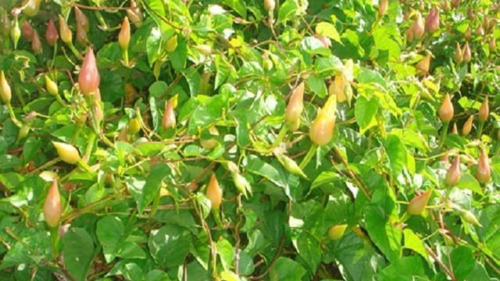 Batata De Pulga, 100 Gr Ervas Secas Para Chá